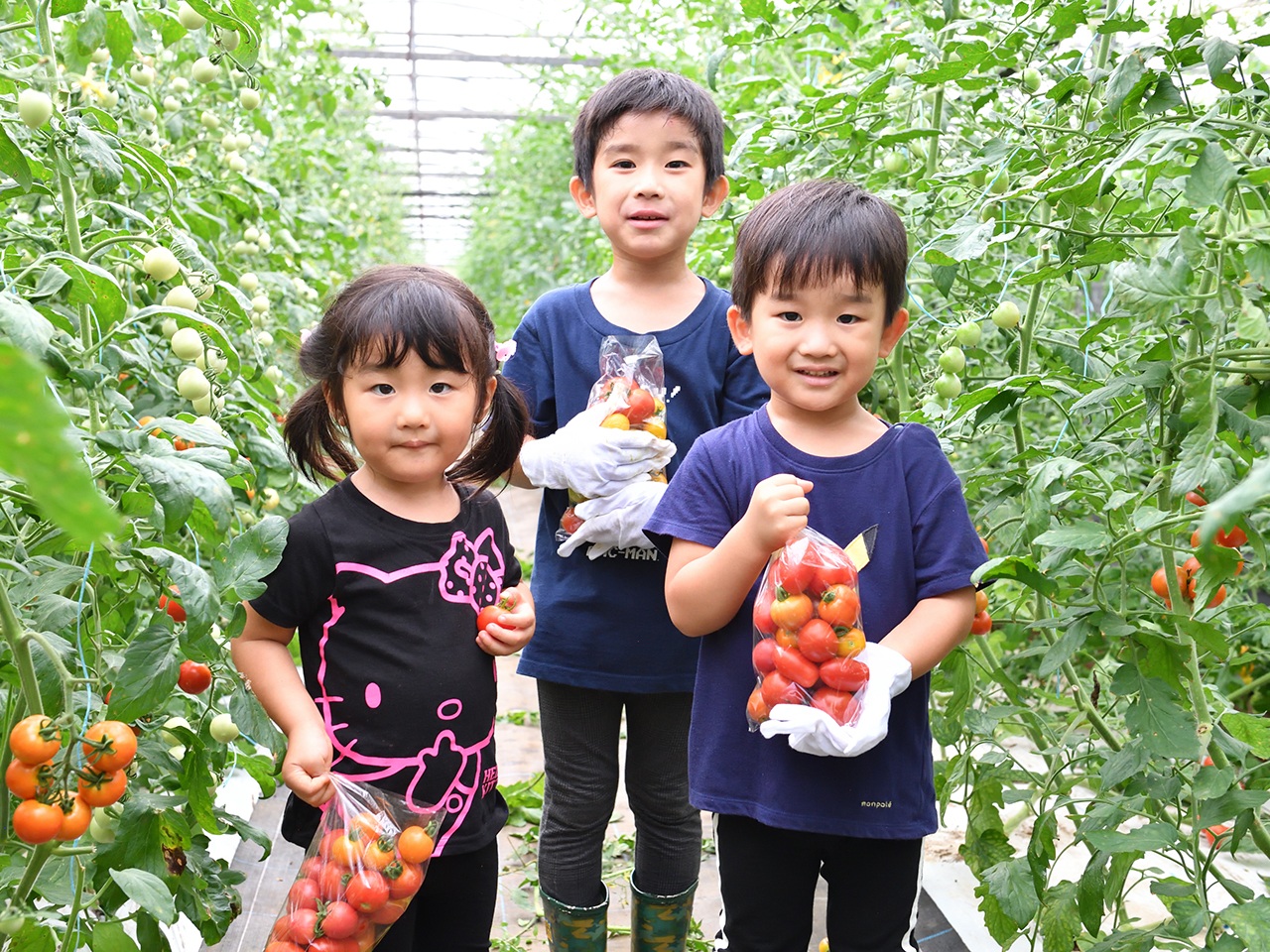 Lindo-tomaco,Farmトマトの袋詰め