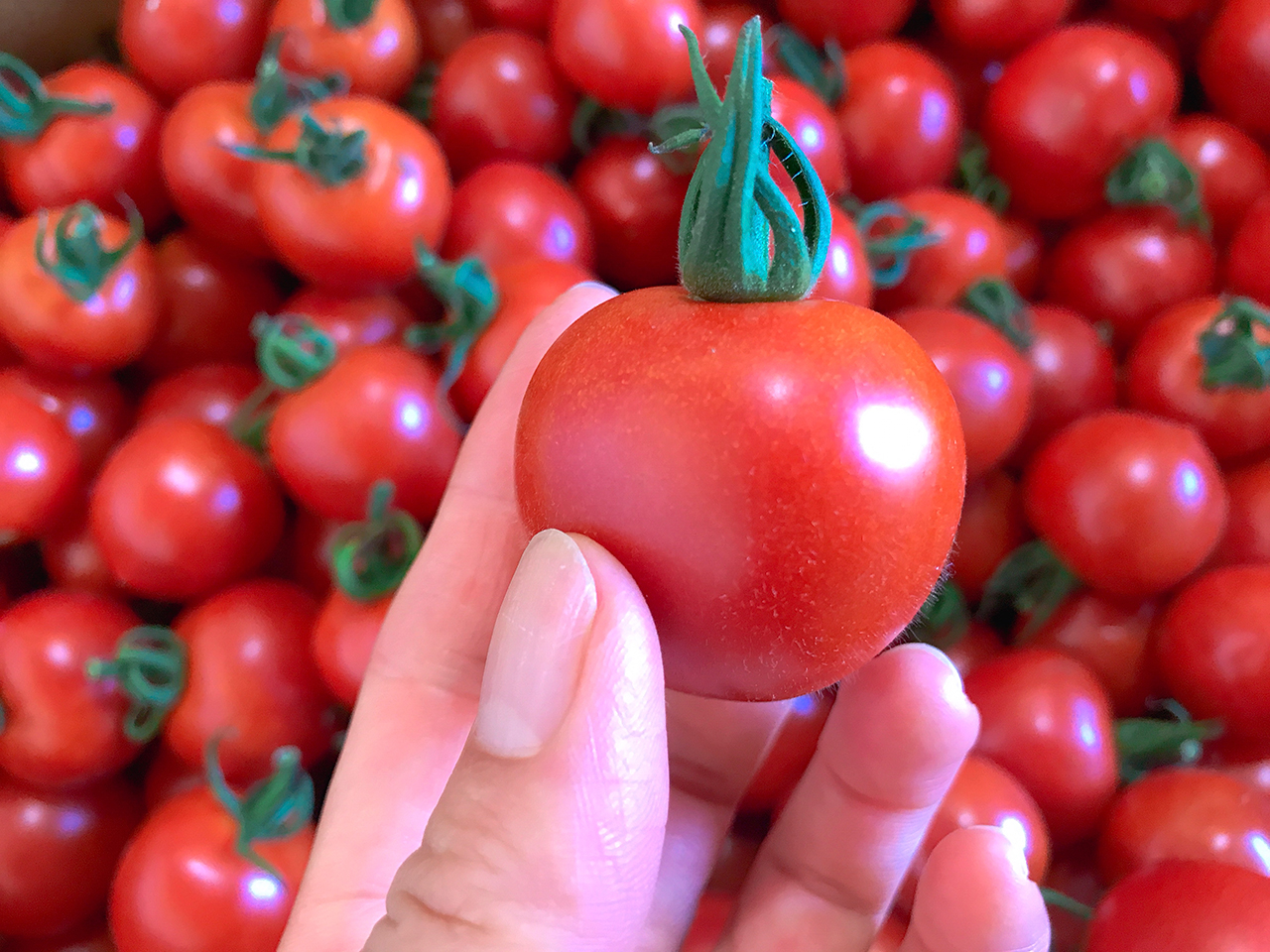 Lindo-tomaco,Farmのトマト