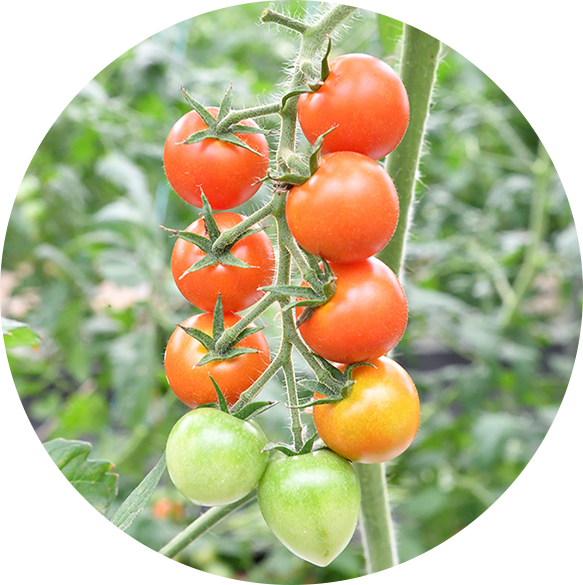 Lindo-tomaco,Farm