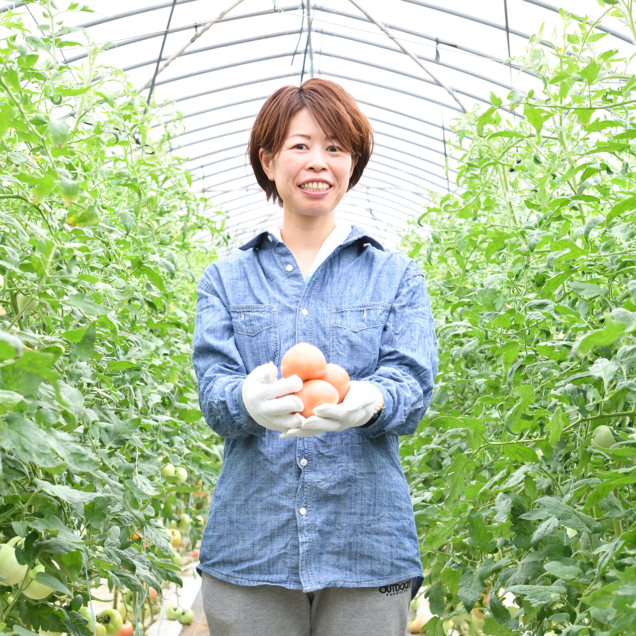 Lindo-tomaco,Farm 代表写真